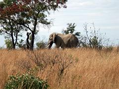 090516_Pilanesberg 206